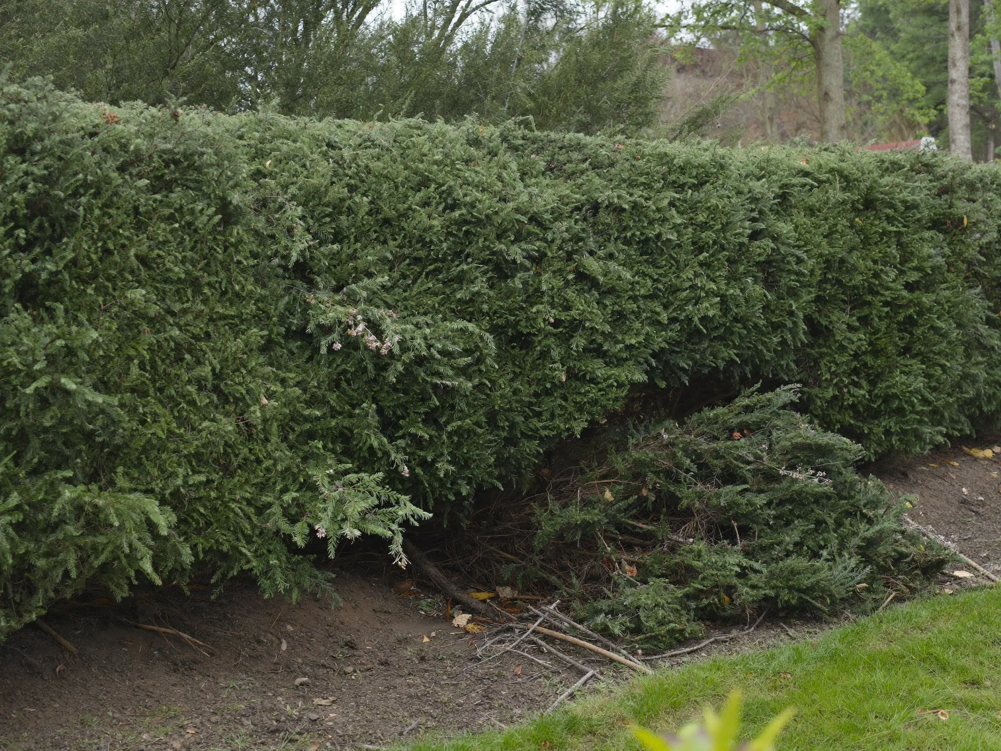 Beplanting & groen verwijderen door OriGardens in Noord-Holland