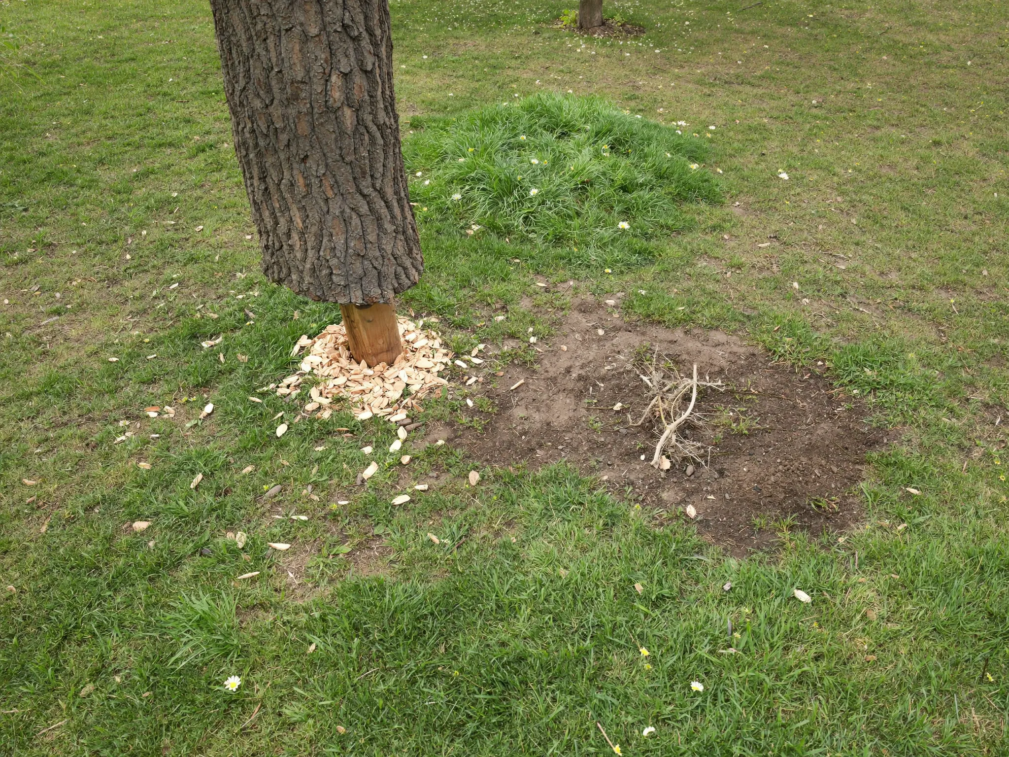 Bomen & boomstronken verwijderen door OriGardens in Noord-Holland